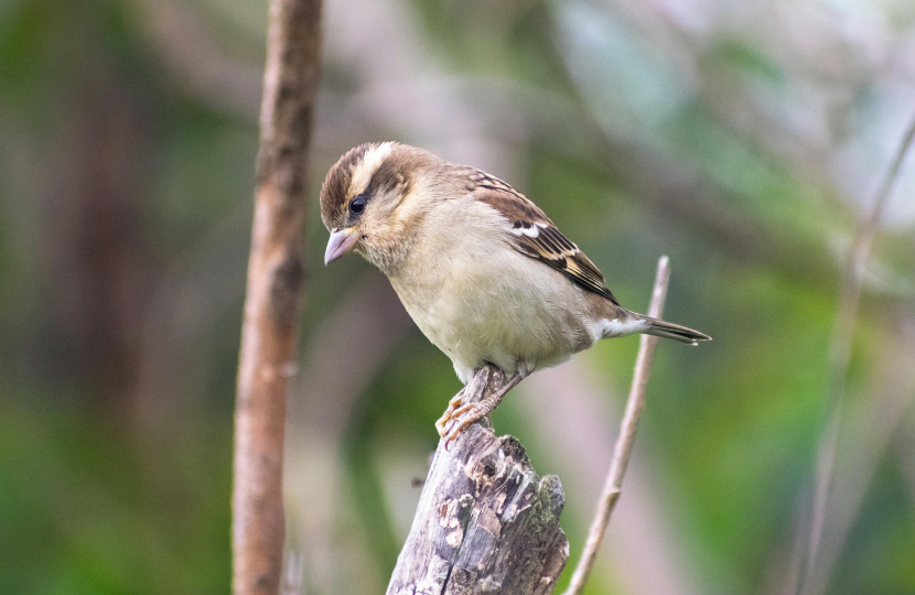 Sparrow