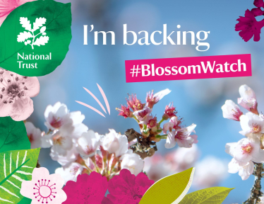 National Trust Blossom Watch graphic