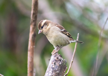 Sparrow